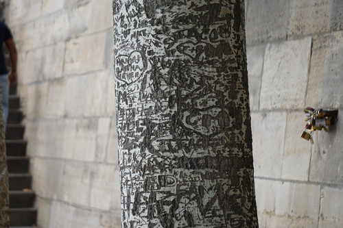 birchbark_stencil1_paris_trees_2